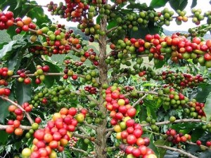 Coffee cherries ripening on the tree