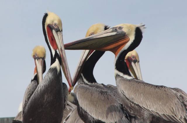 Brown pelicans on the roof of a restaurant